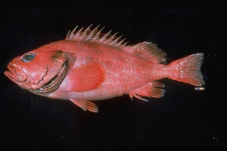 200YearOld Rockfish Caught off Alaska Oldest Rockfish Live Science