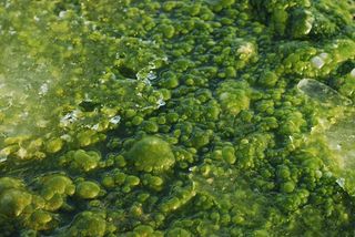 Algae can be used in biofuel.