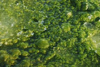 colonial green algae