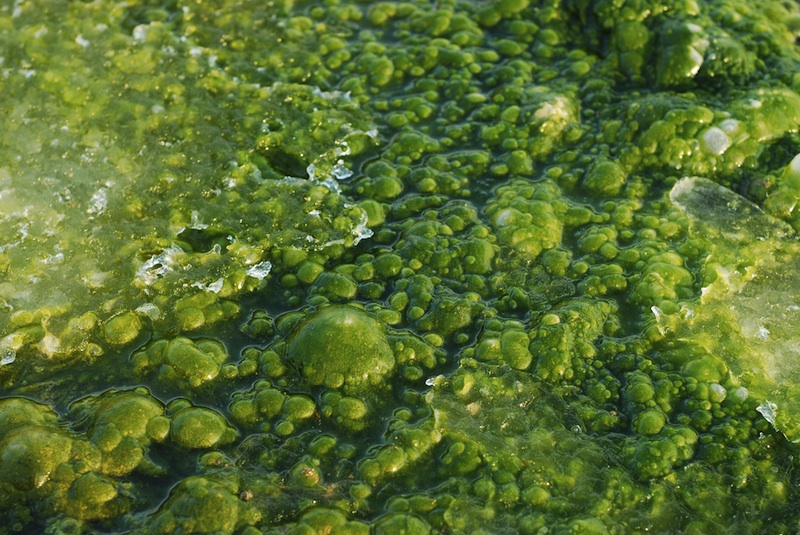 Introduction to the Green Algae