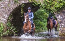 MAIN-HORSE_HOUND2-_1-of-1__111824791_208580852.jpg