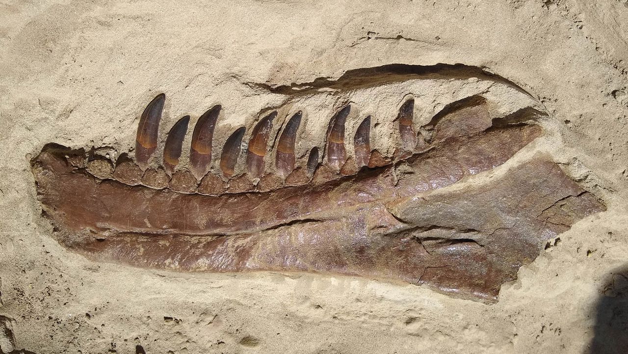 The lower jaw shortly after being excavated.