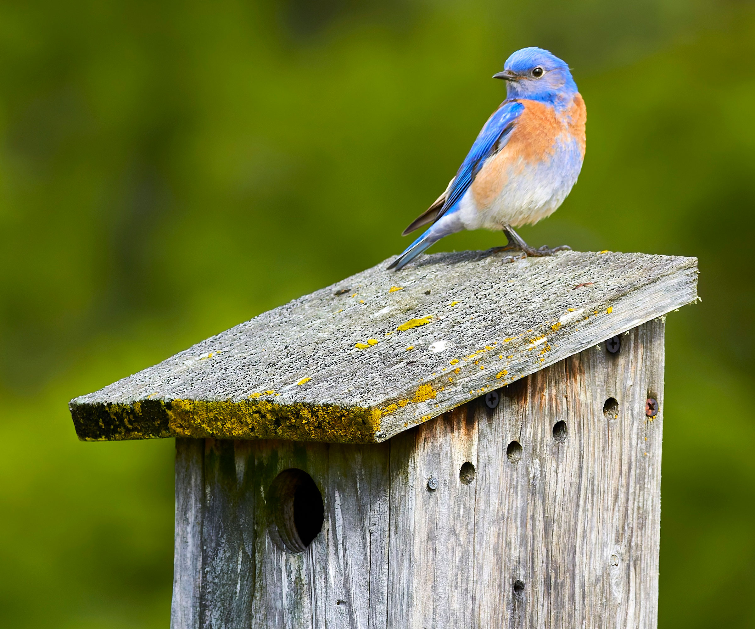 bluebird sitting on roof of wooden bird box