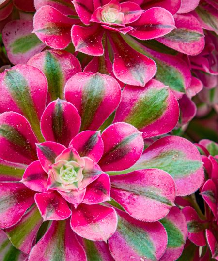'Pink Witch' aeonium succulents