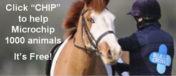 Chip-HH-FB-post.jpg