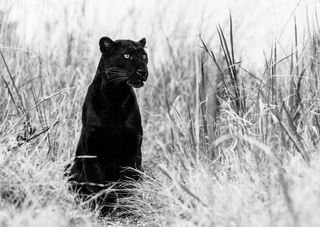 Bagheera – ©David Yarrow