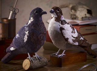 Faux taxidermy - Donya Coward pigeons