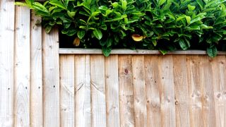 Section of feather edge fencing with green bush growing above top of the fence