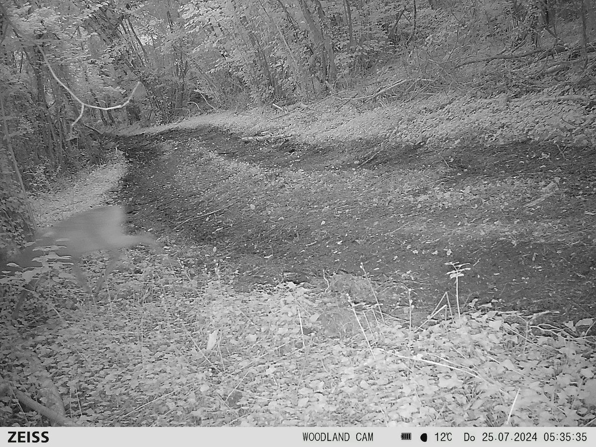 Sample image from the Zeiss Secacam 7 trail camera