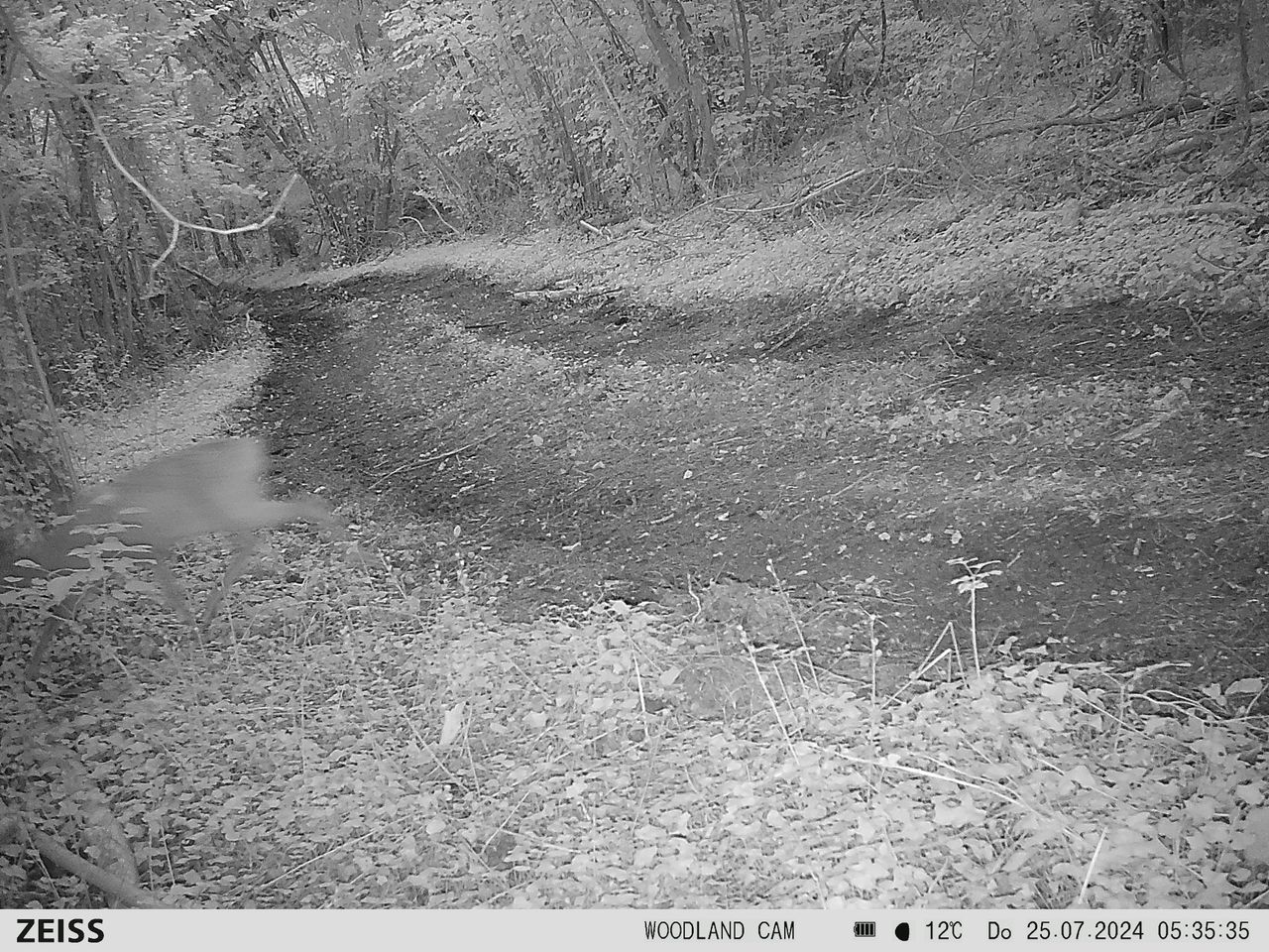 Sample image from the Zeiss Secacam 7 trail camera