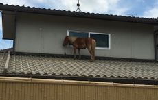 Roof1.jpg