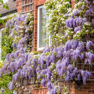 Wisteria growing on the front of a red brick house