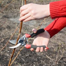 Hands using shears to prune raspberry canes
