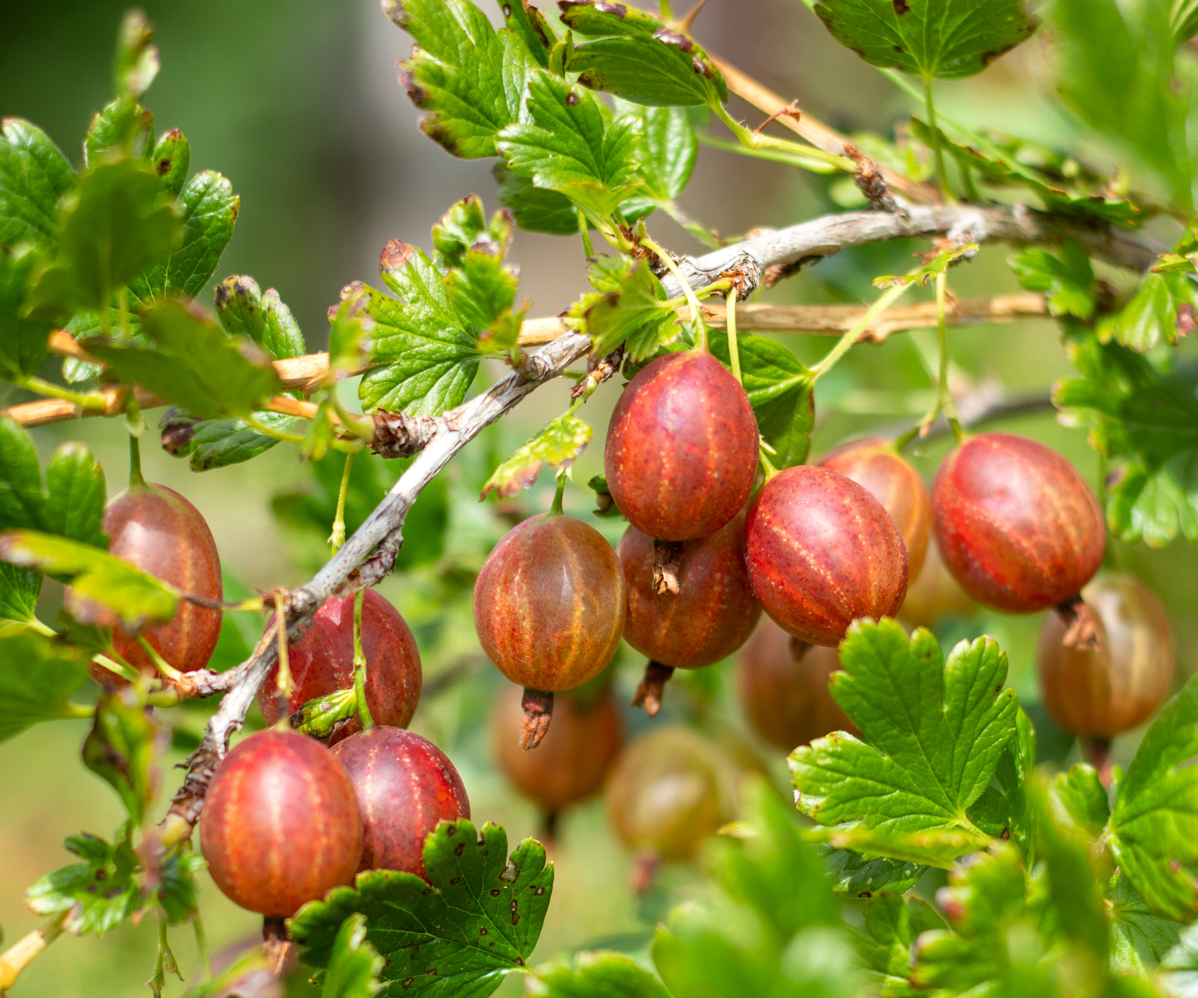 gooseberry shrub with red fruits