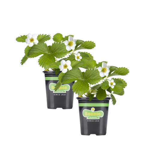 Strawberry Plants
