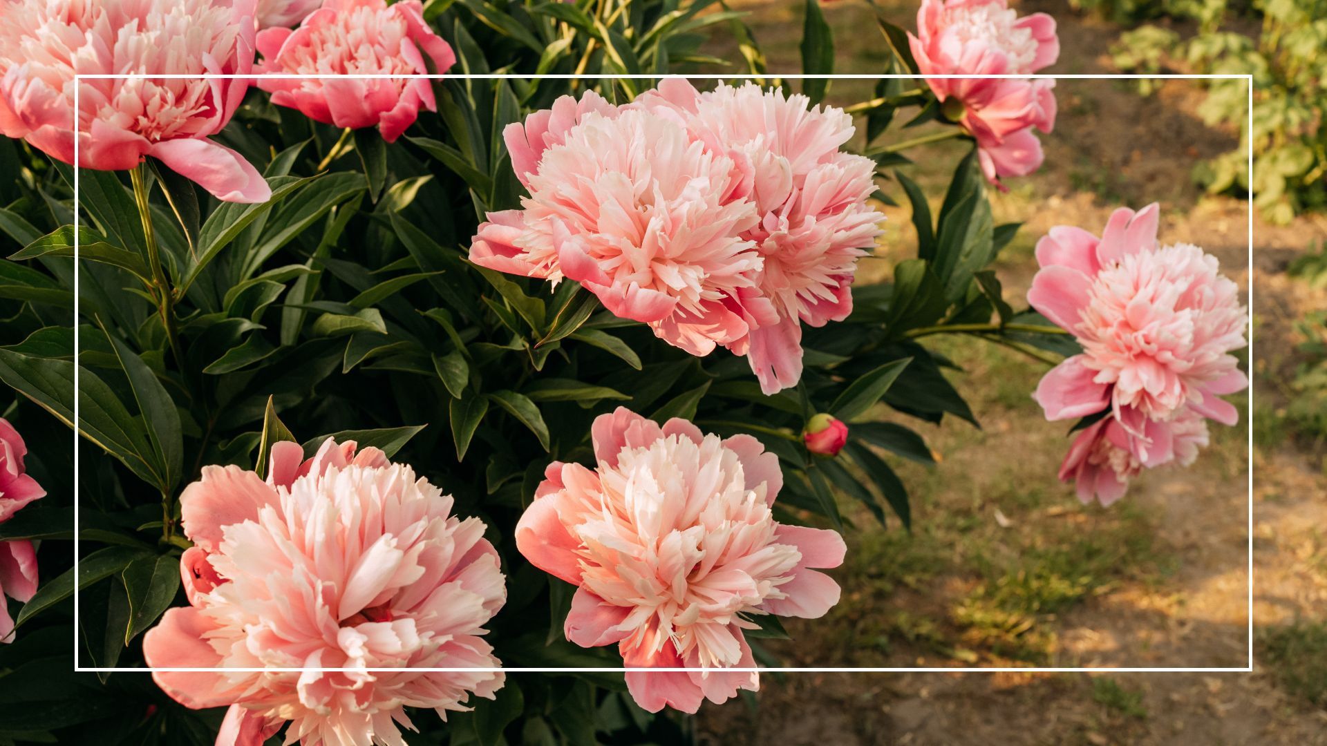 What to do with peonies after flowering, according to gardening experts
