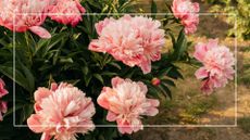 picture of pink peonies fully bloomed