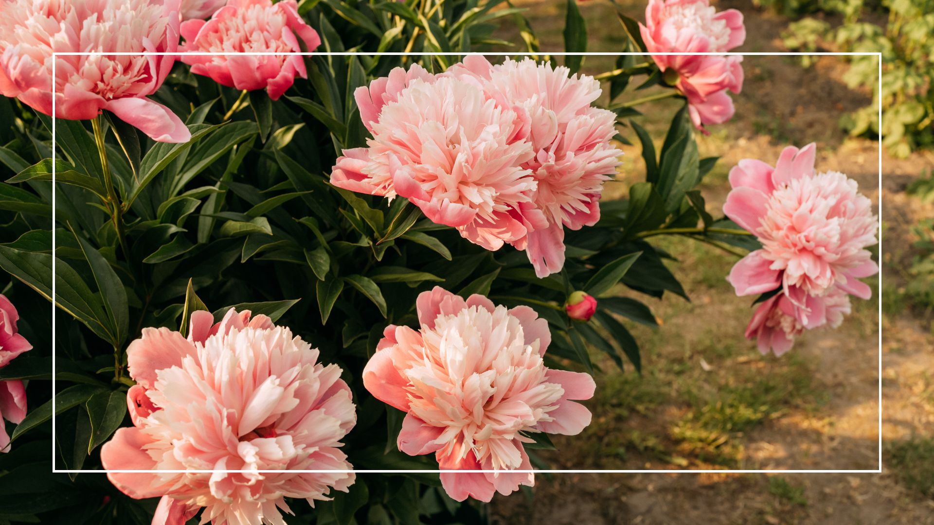 picture of pink peonies fully bloomed