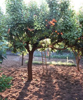 A large apricot tree with a ladder for pruning