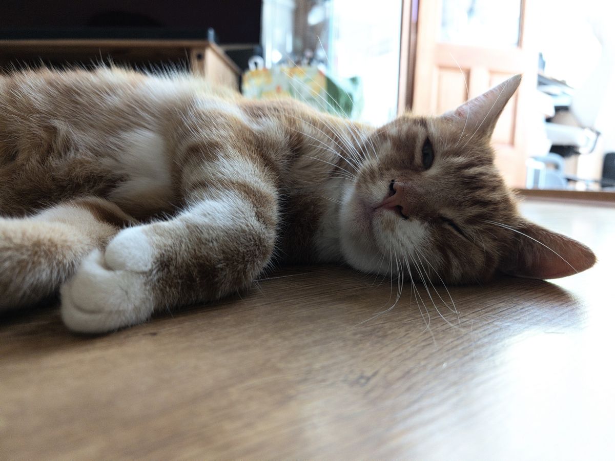 Ginger-and-white cat lying on its side on a wooden floor indoors, looking toward the camera.