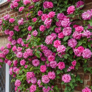 J. Parker's Rose Climbing 'Zephirine Drouhin'