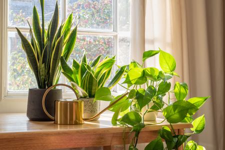 Group of houseplants by window