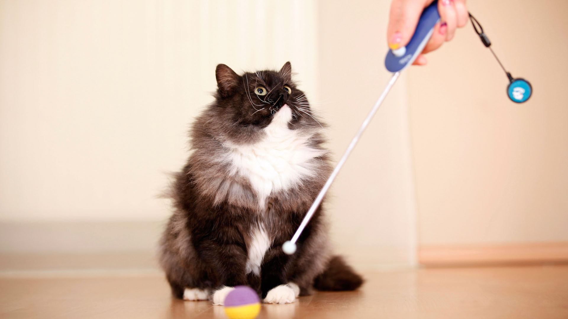 Cat and clicker training