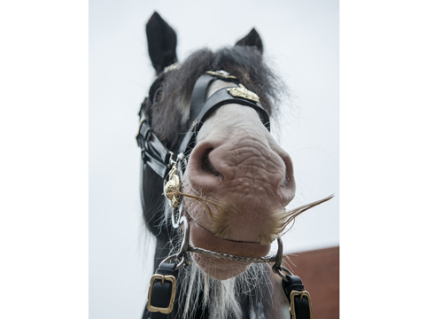 DRUMHORSE MERCURY INSPIRES MOVEMBER MOUSTACHES