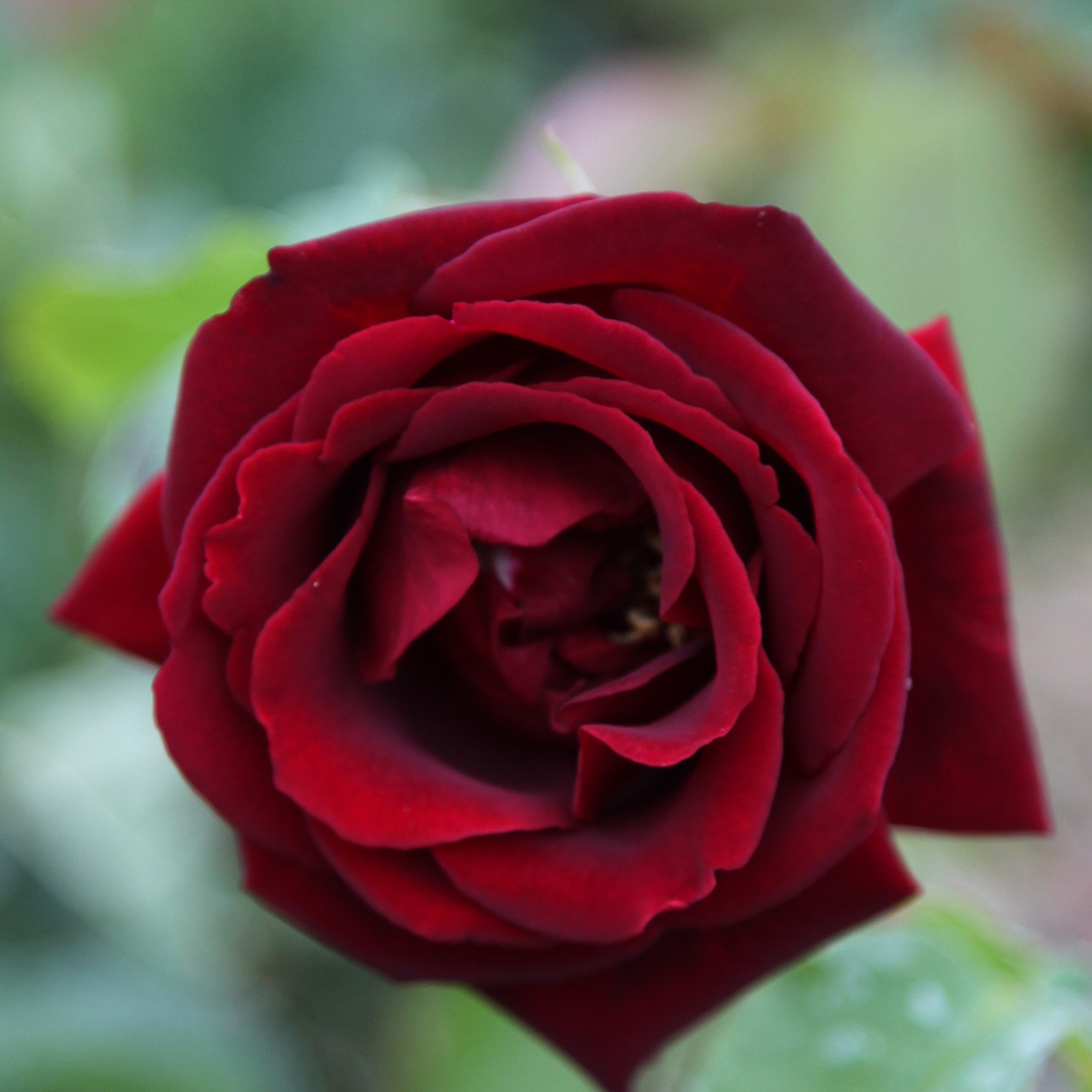 Rosa 'climbing &amp;Eacute;toile De Hollande' | Climbing Hybrid Tea Rose