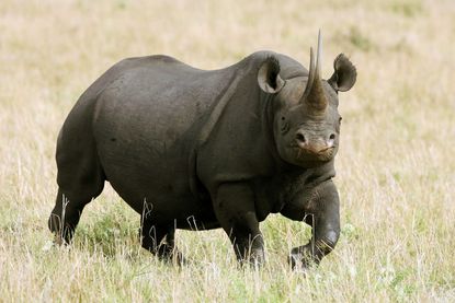 A female black rhino.