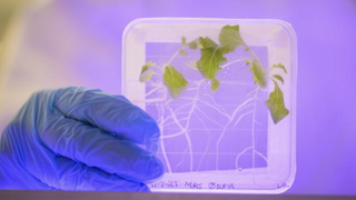 a researcher holds up a plant grown in space