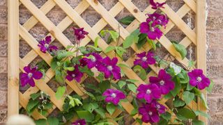 best climbing plants: Clematis 'Etoile Violett' climbing up trellis