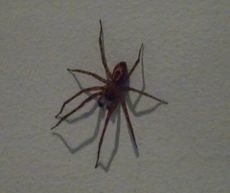 spider-e1473434714126.jpg