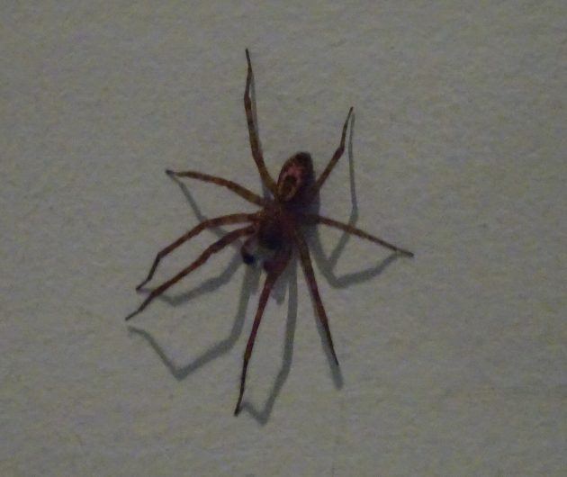 spider-e1473434714126.jpg