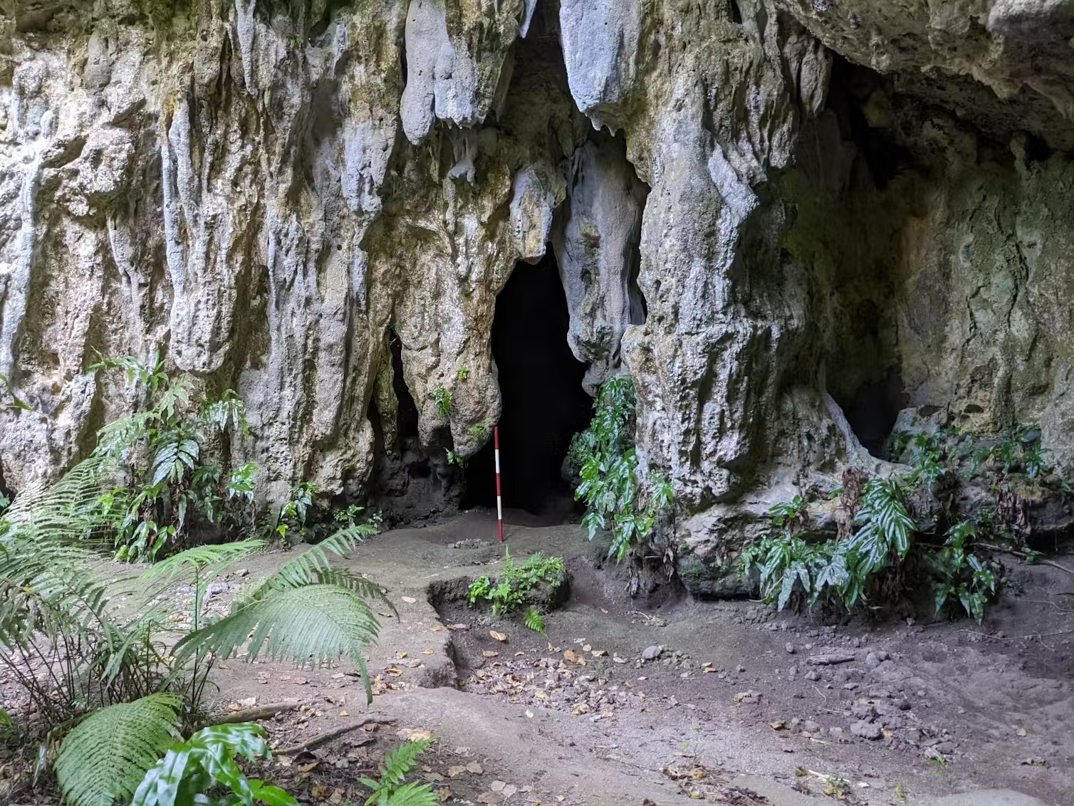 a photo of a rocky cave with lots of vegetation
