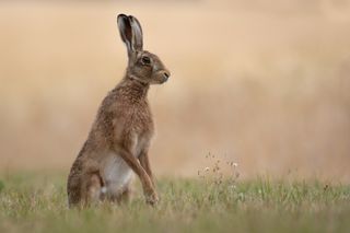 Shoot autumn wildlife hare