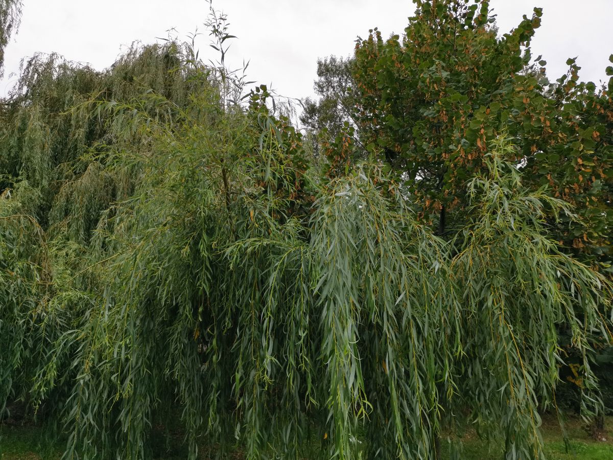 This image looks nicely moderated, but some scenes with a lot of green can look hyper-saturated with AI scene detection active, so switch it off if vibrancy and pop get a bit much.