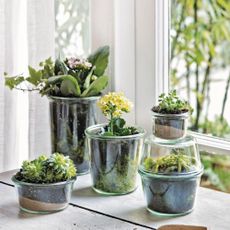 Houseplants stored within Utilitarian glass jars
