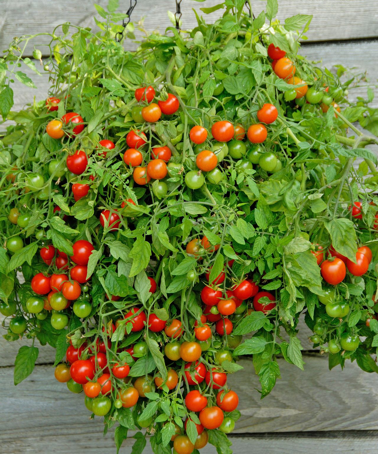 How To Make A Tomato Hanging Basket Ideal For Small Spaces
