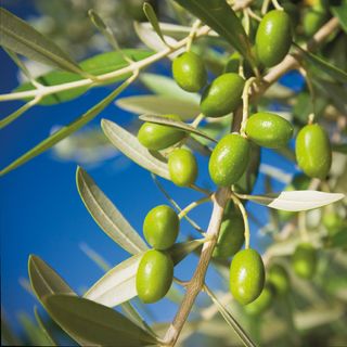 olives on olive tree with leaves