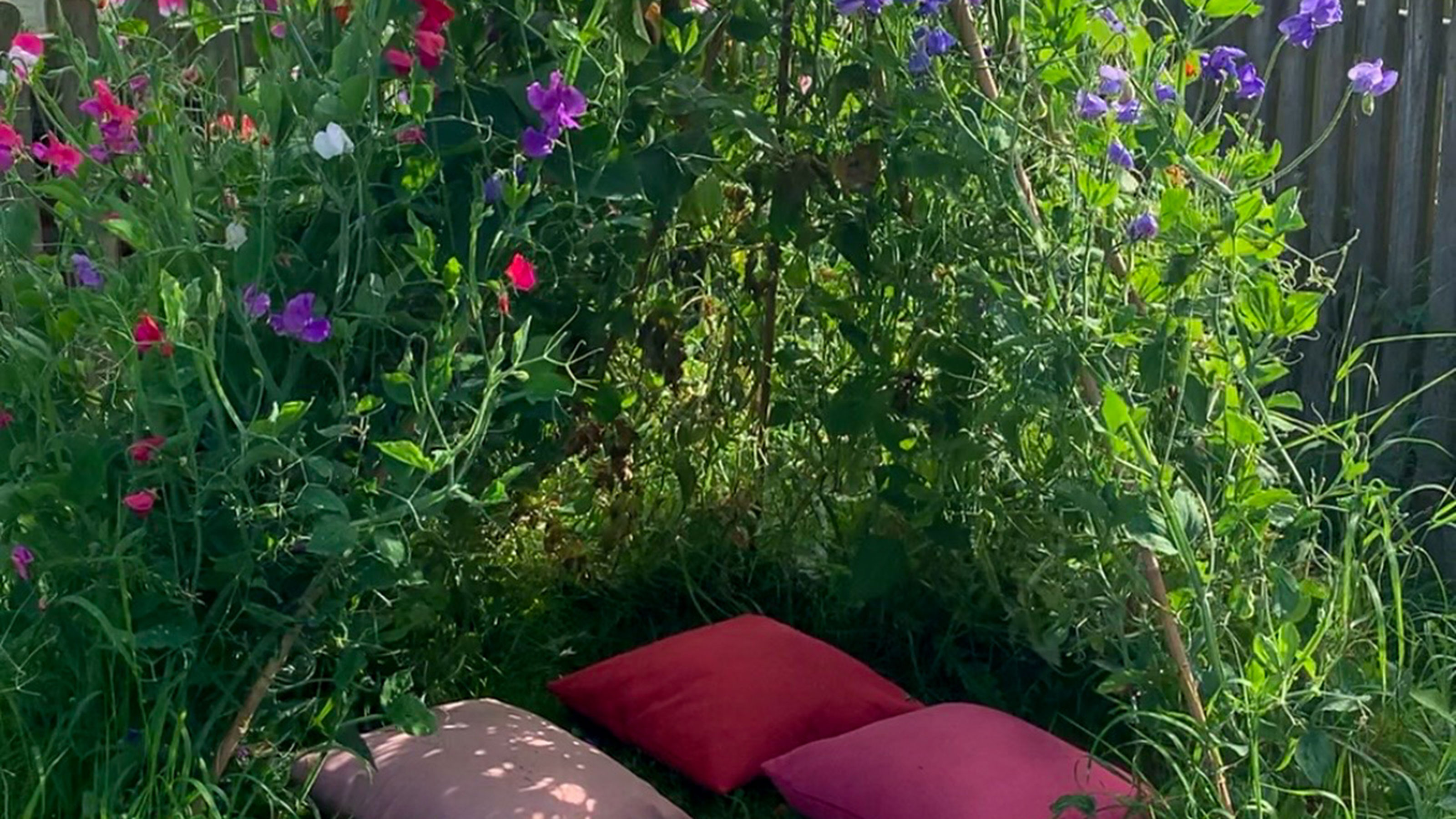 Close up of inside of sweet pea tent in country garden with pillows on grass