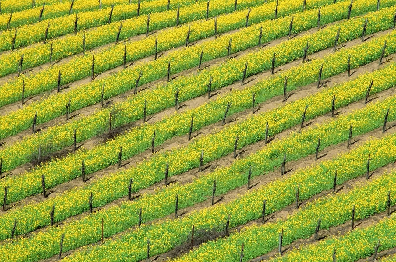 Napa Valley vineyard