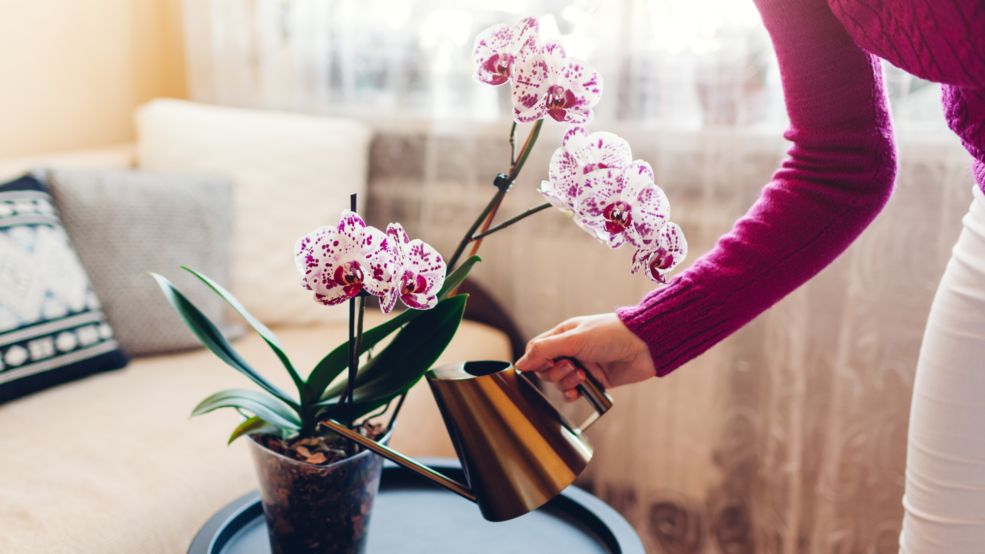 woman watering orchid 