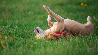 Dog laying on it&#039;s back in the middle of a grassy park