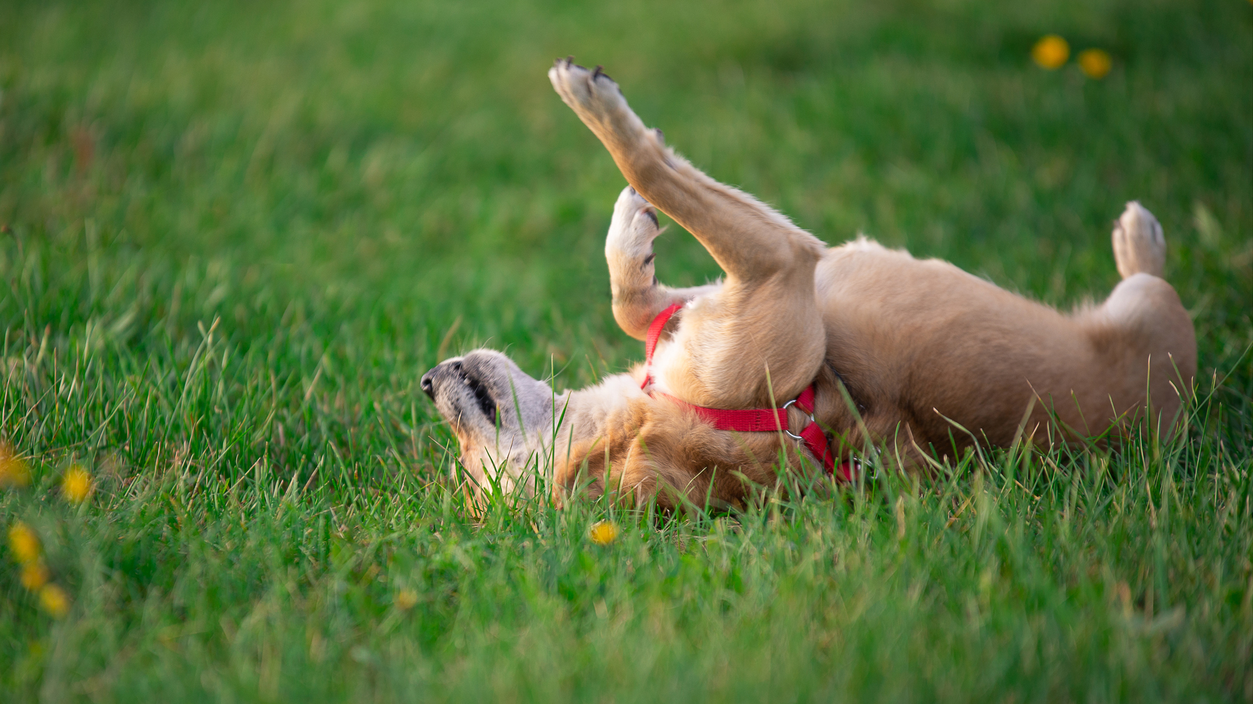 Treating a Dog Paw Pad Injury - Countryside