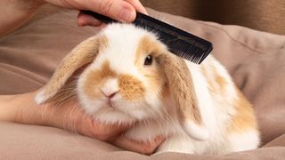 Rabbit getting fur combed