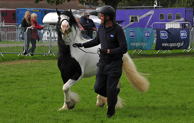 RSPCA equifest 3