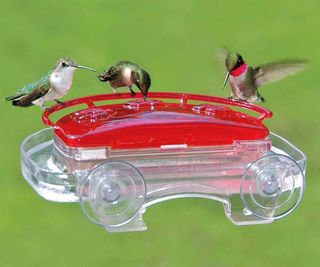 jewel box hummingbird feeder and hummingbirds