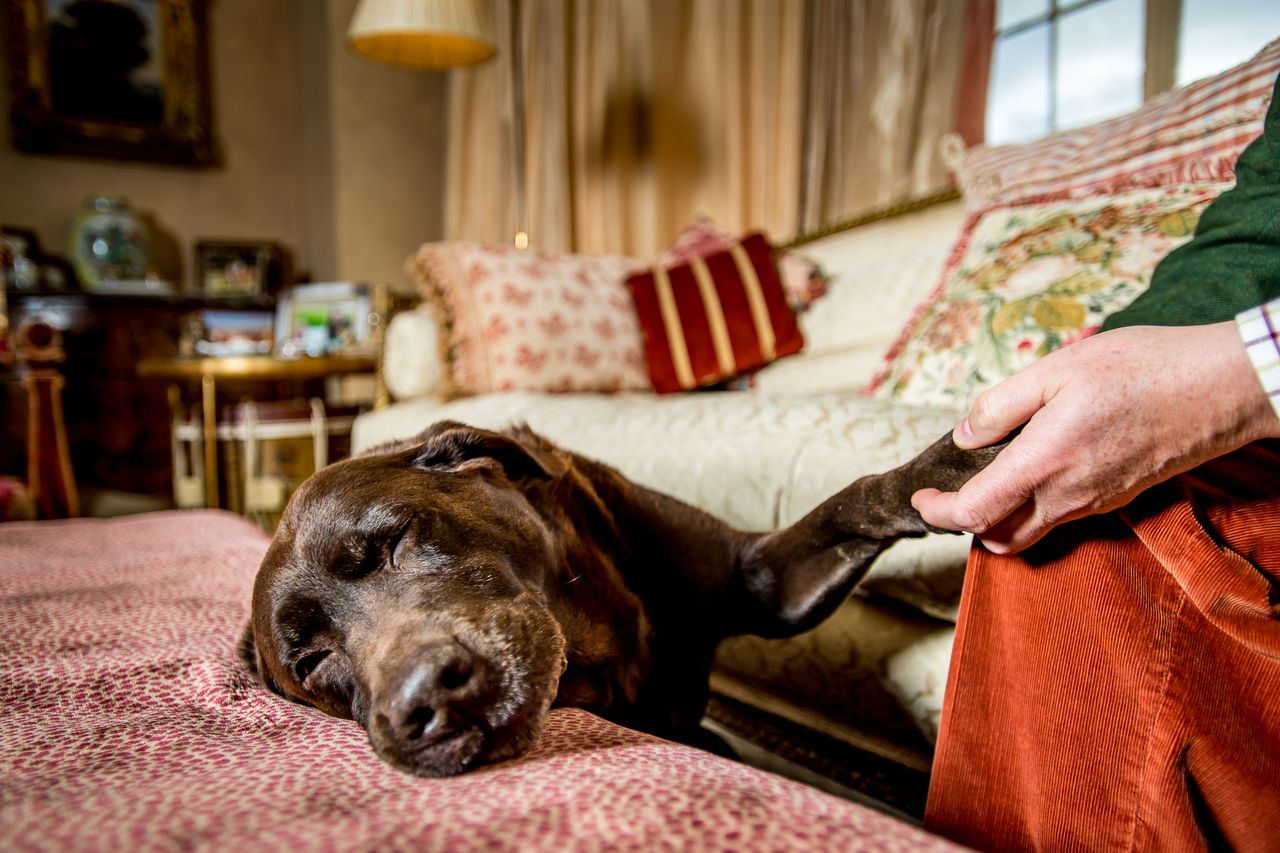 A chocolate Labrador rests its head sleepily on a patterned bedspread, while a person gently holds its paw in a cosy, warmly lit living room.