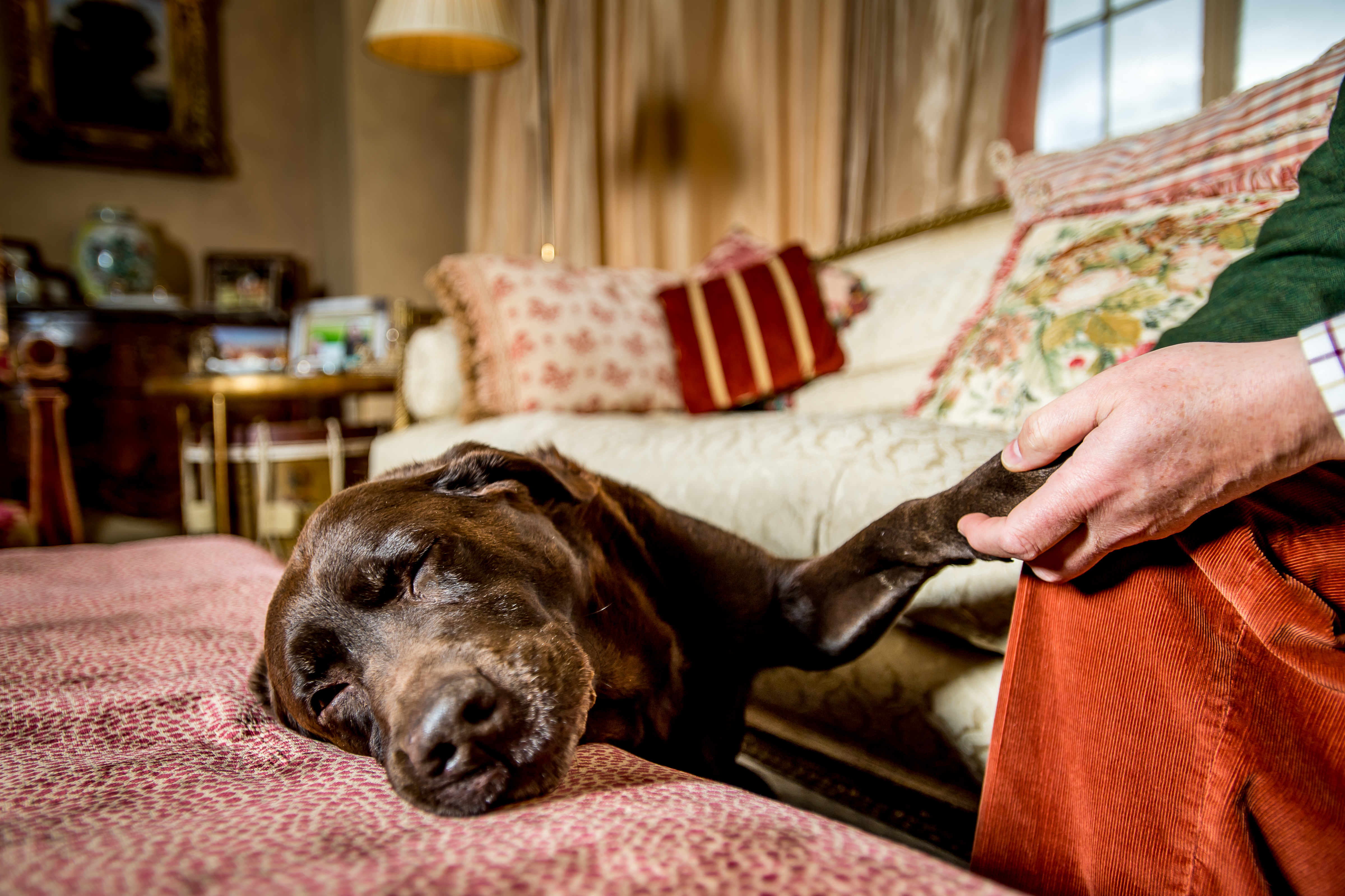 A chocolate Labrador rests its head sleepily on a patterned bedspread, while a person gently holds its paw in a cosy, warmly lit living room.